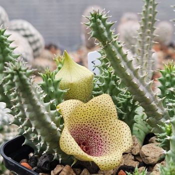 Preview: Tavaresia meintjesii
